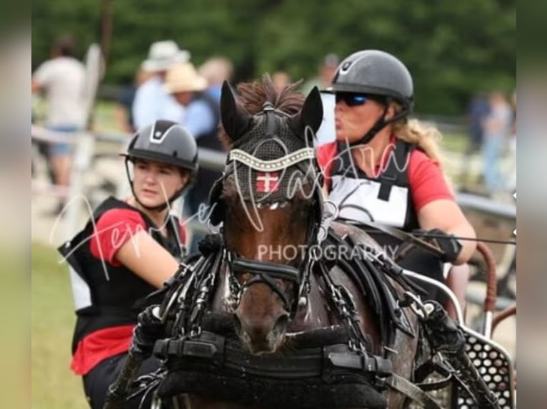 Poney de selle allemand Jument 8 Ans 145 cm Alezan brûlé in Süderlügum