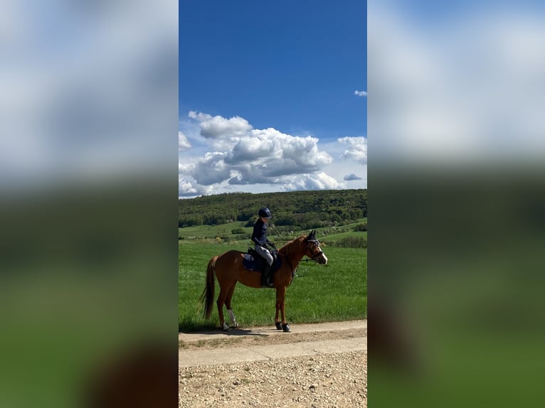 Poney de selle allemand Jument 8 Ans 145 cm Alezan brûlé in Litzendorf