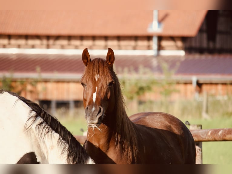 Poney de selle allemand Jument 8 Ans 145 cm Alezan in Gudensberg