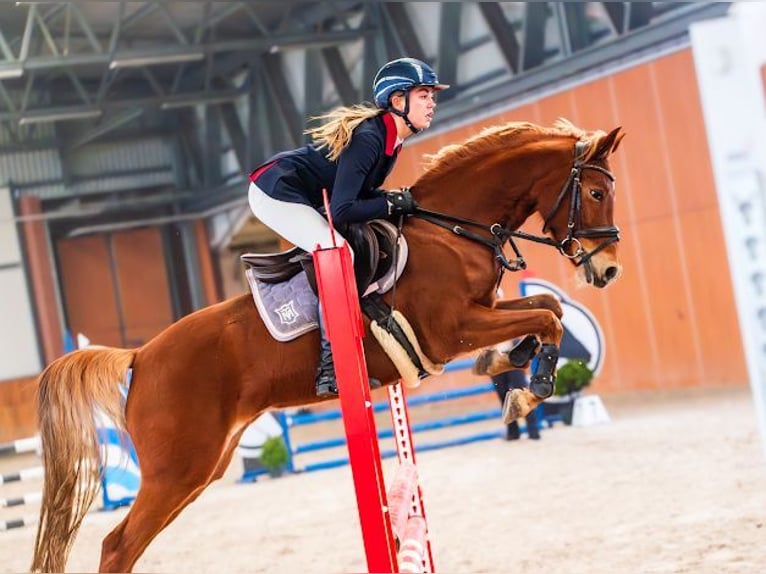 Poney de selle allemand Jument 8 Ans 145 cm Alezan in Lędziny