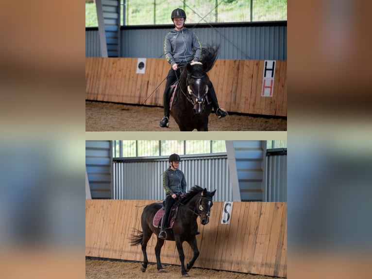 Poney de selle allemand Croisé Jument 8 Ans 145 cm Bai brun in Münzbach