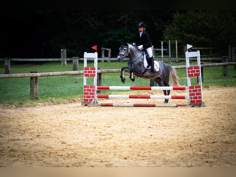 Poney de selle allemand Jument 8 Ans 145 cm Gris pommelé in ReesRees