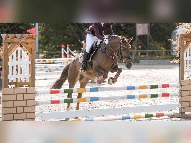 Poney de selle allemand Jument 8 Ans 146 cm Alezan in Mettmann