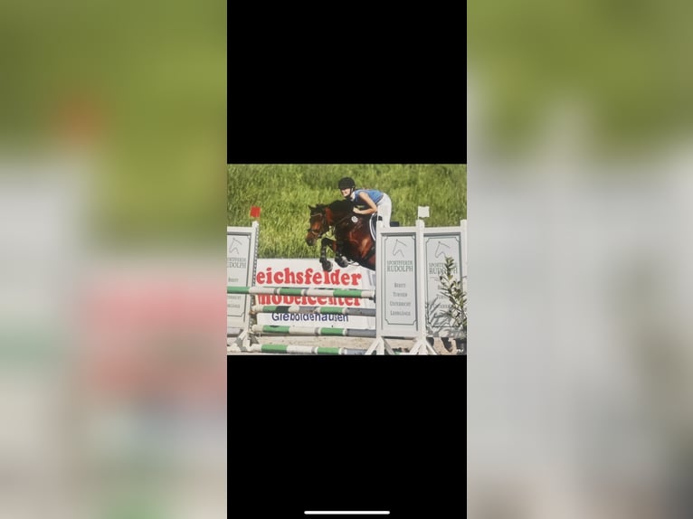 Poney de selle allemand Jument 8 Ans 146 cm Bai in Silberhausen
