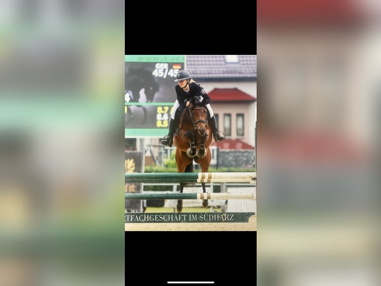 Poney de selle allemand Jument 8 Ans 146 cm Bai in Silberhausen