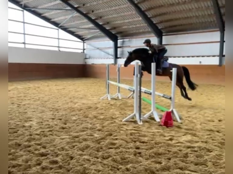 Poney de selle allemand Jument 8 Ans 146 cm Bai in Silberhausen