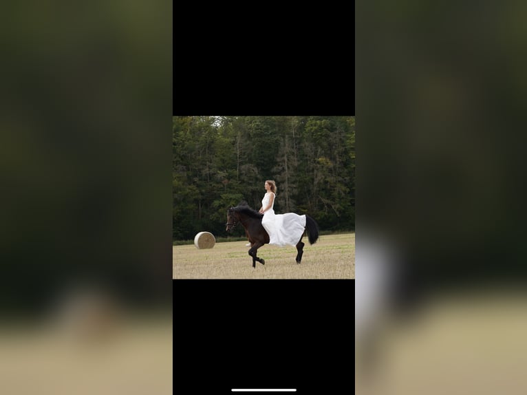 Poney de selle allemand Jument 8 Ans 146 cm Bai in Silberhausen
