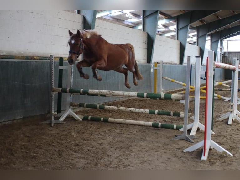 Poney de selle allemand Croisé Jument 8 Ans 147 cm Alezan in Ortona