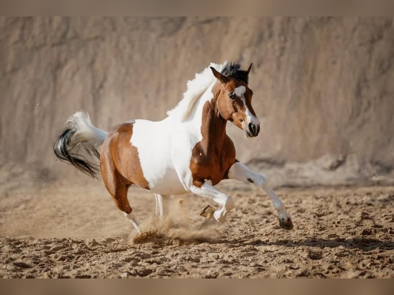 Poney de selle allemand Jument 8 Ans 147 cm Pinto in Bovenau