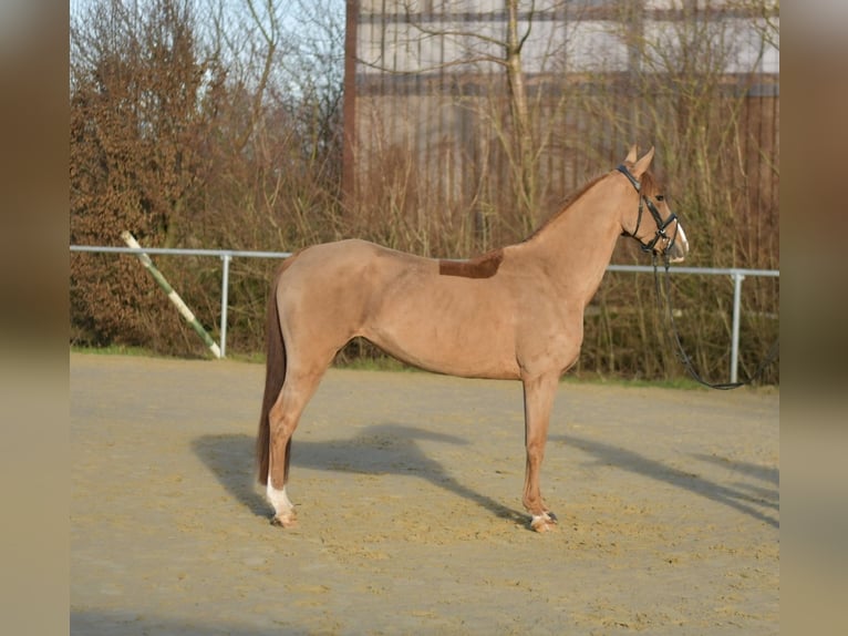 Poney de selle allemand Jument 8 Ans 148 cm Alezan in Geilenkirchen