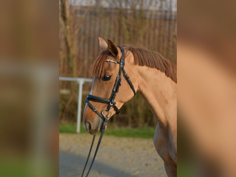 Poney de selle allemand Jument 8 Ans 148 cm Alezan in Geilenkirchen