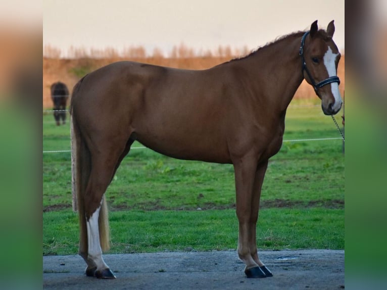 Poney de selle allemand Jument 8 Ans 148 cm Alezan in Chambery