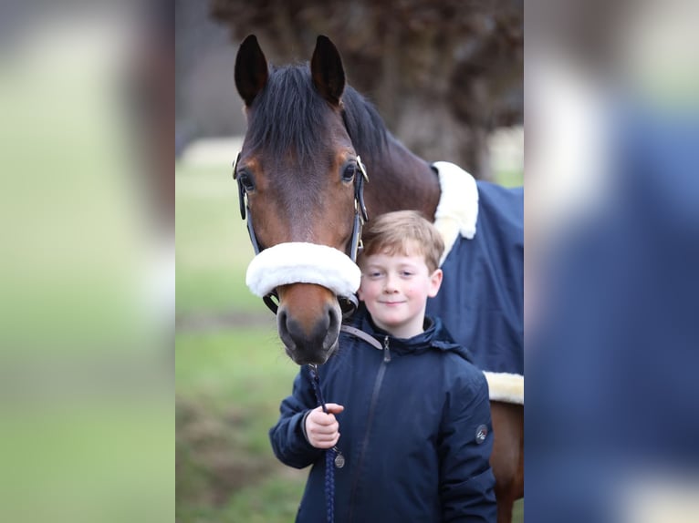 Poney de selle allemand Jument 8 Ans 148 cm Bai in Münster