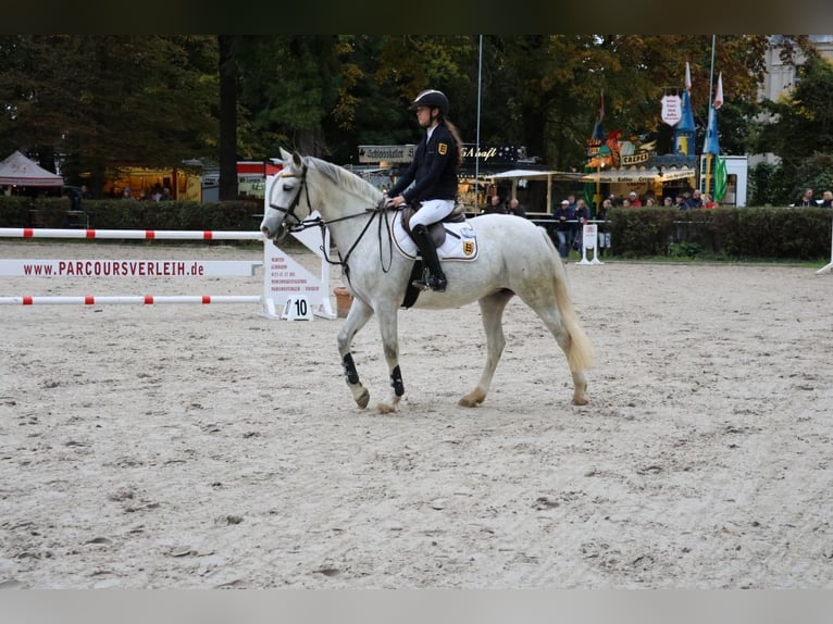 Poney de selle allemand Jument 8 Ans 148 cm Gris in Buchen Waldhausen