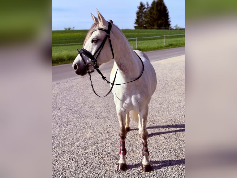 Poney de selle allemand Jument 8 Ans 148 cm Gris in Thayngen