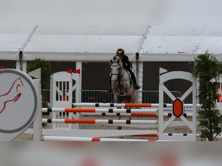 Poney de selle allemand Jument 8 Ans 148 cm Gris in Buchen Waldhausen