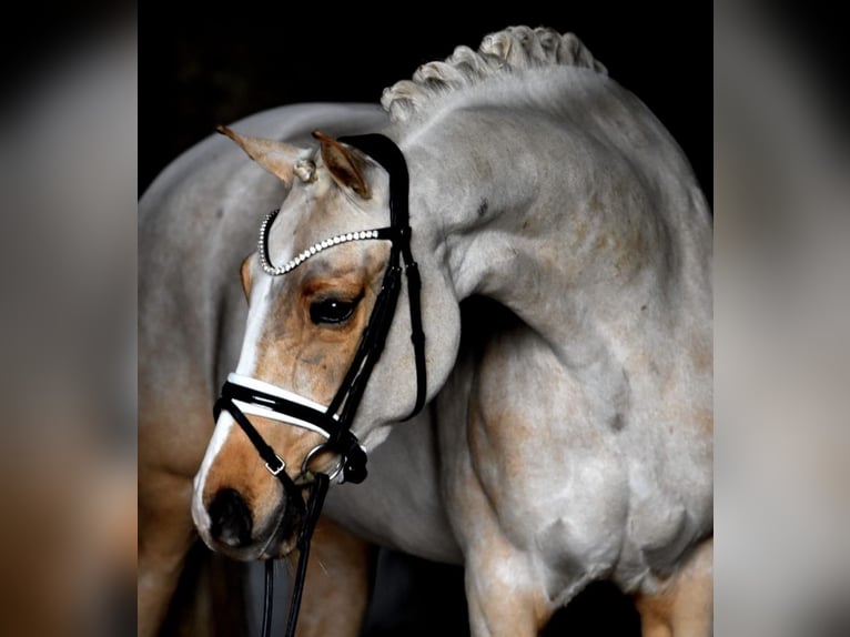 Poney de selle allemand Jument 8 Ans 148 cm Palomino in Brunnthal