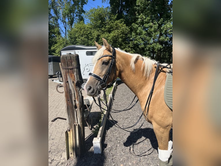 Poney de selle allemand Jument 8 Ans 148 cm Palomino in Brunnthal