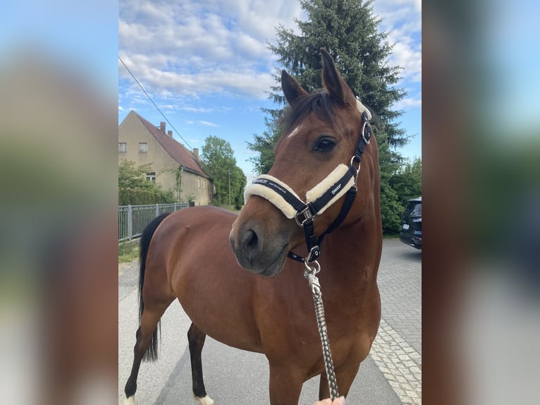 Poney de selle allemand Jument 8 Ans 149 cm Bai in Kamenz