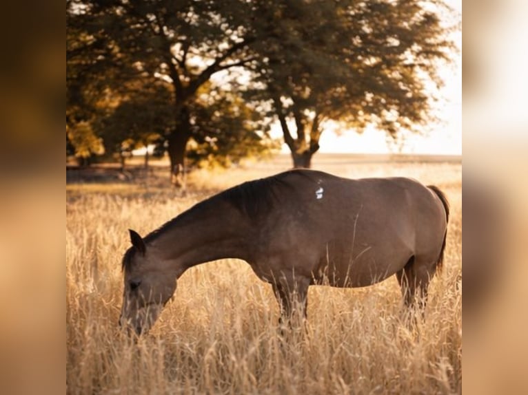 Poney de selle allemand Jument 8 Ans 149 cm Buckskin in Knetzgau