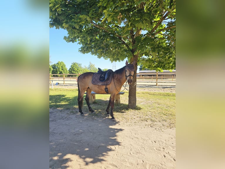 Poney de selle allemand Jument 8 Ans 149 cm Buckskin in Knetzgau
