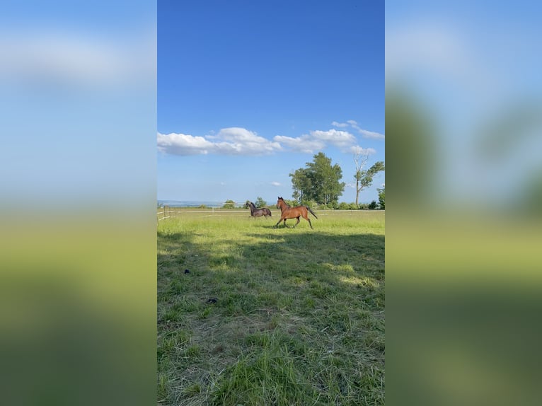 Poney de selle allemand Croisé Jument 8 Ans 152 cm Bai in Sondershausen
