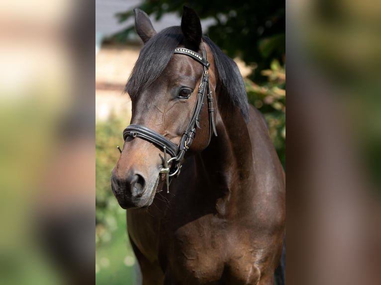 Poney de selle allemand Jument 8 Ans 153 cm Bai in Burg (Spreewald)