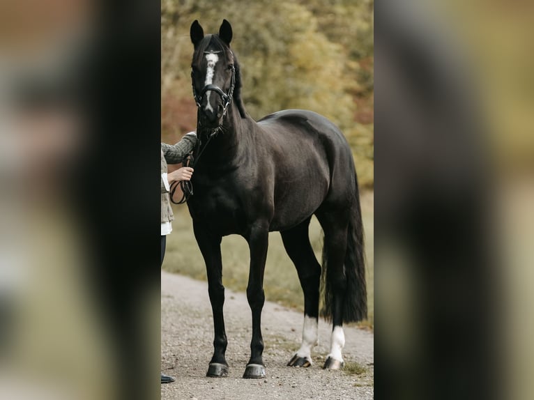 Poney de selle allemand Jument 8 Ans 153 cm Noir in Braunschweig