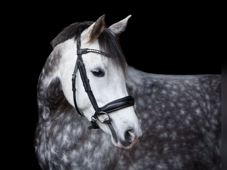 Poney de selle allemand Jument 8 Ans 154 cm Gris in Kiel