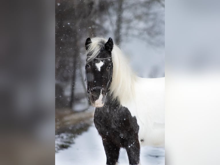 Poney de selle allemand Croisé Jument 9 Ans 120 cm Léopard in Gelchsheim