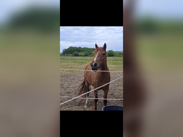 Poney de selle allemand Croisé Jument 9 Ans 135 cm Alezan in Glaubitz