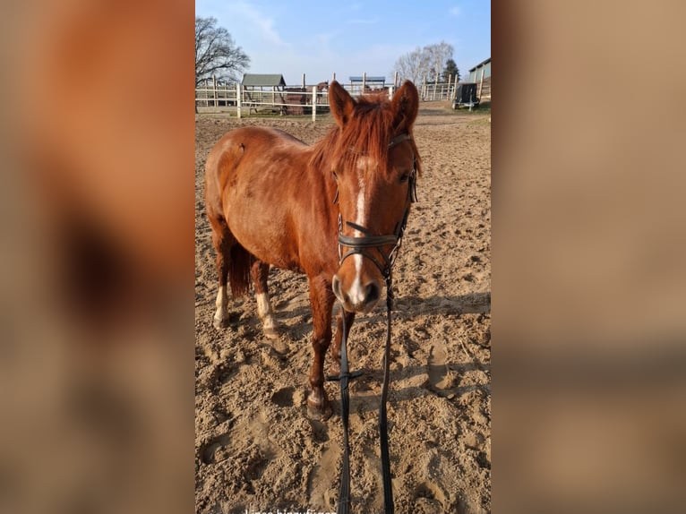 Poney de selle allemand Croisé Jument 9 Ans 135 cm Alezan in Glaubitz