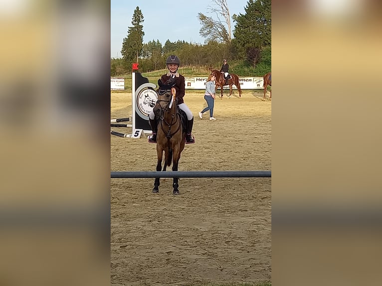 Poney de selle allemand Jument 9 Ans 136 cm Isabelle in Schmallenberg