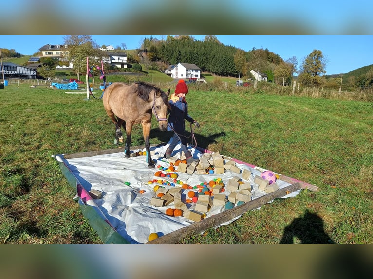 Poney de selle allemand Jument 9 Ans 136 cm Isabelle in Schmallenberg