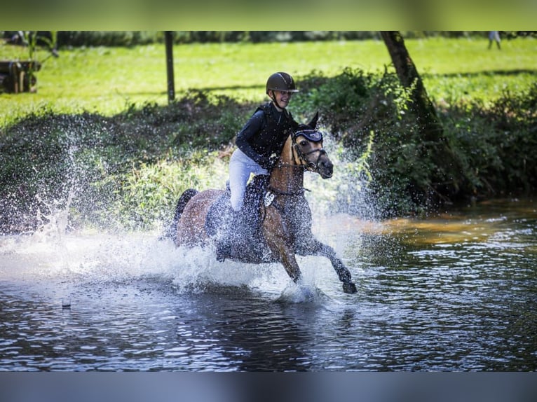 Poney de selle allemand Jument 9 Ans 136 cm Isabelle in Schmallenberg