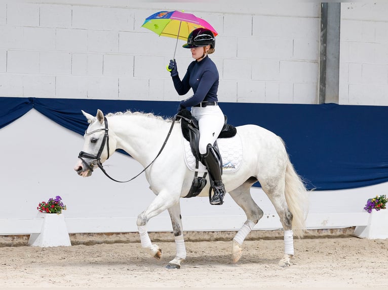 Poney de selle allemand Jument 9 Ans 139 cm Gris in Marsberg