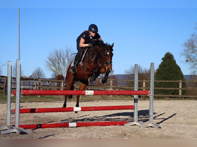 Poney de selle allemand Jument 9 Ans 140 cm Bai in Hessisch Oldendorf