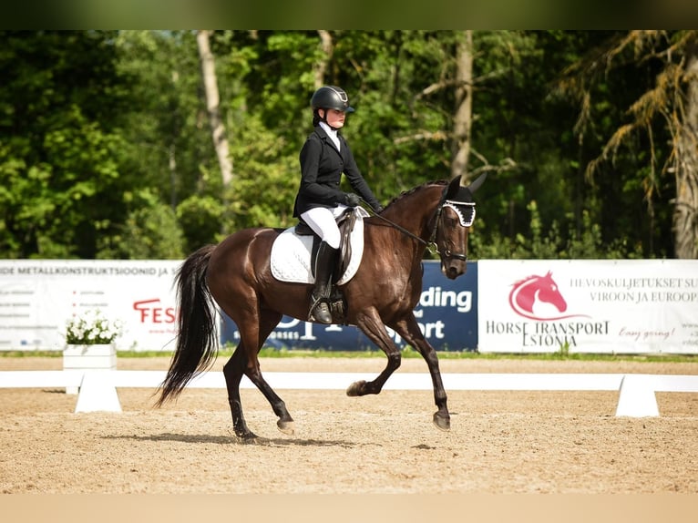 Poney de selle allemand Croisé Jument 9 Ans 140 cm in Tartu