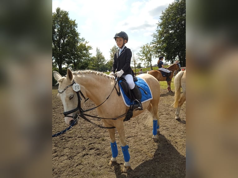 Poney de selle allemand Jument 9 Ans 140 cm Palomino in Recke