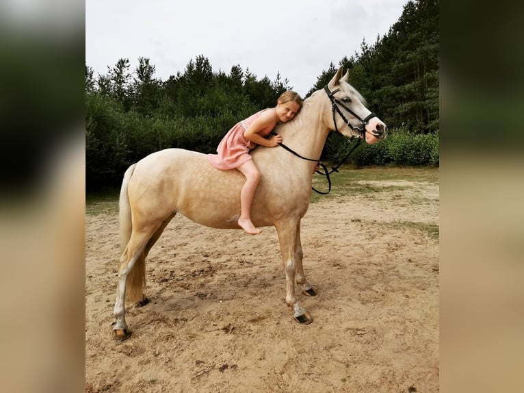 Poney de selle allemand Jument 9 Ans 140 cm Palomino in Recke