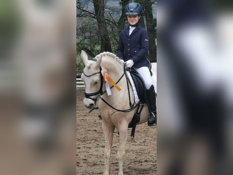 Poney de selle allemand Jument 9 Ans 140 cm Palomino in Recke