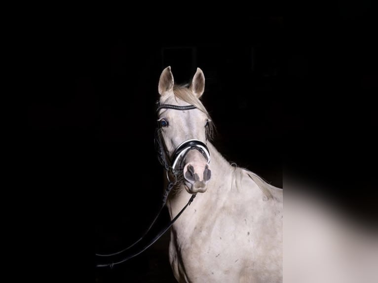 Poney de selle allemand Jument 9 Ans 140 cm Palomino in Recke