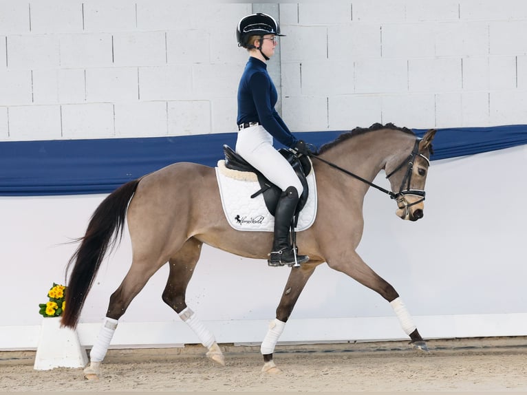 Poney de selle allemand Jument 9 Ans 141 cm Isabelle in Marsberg