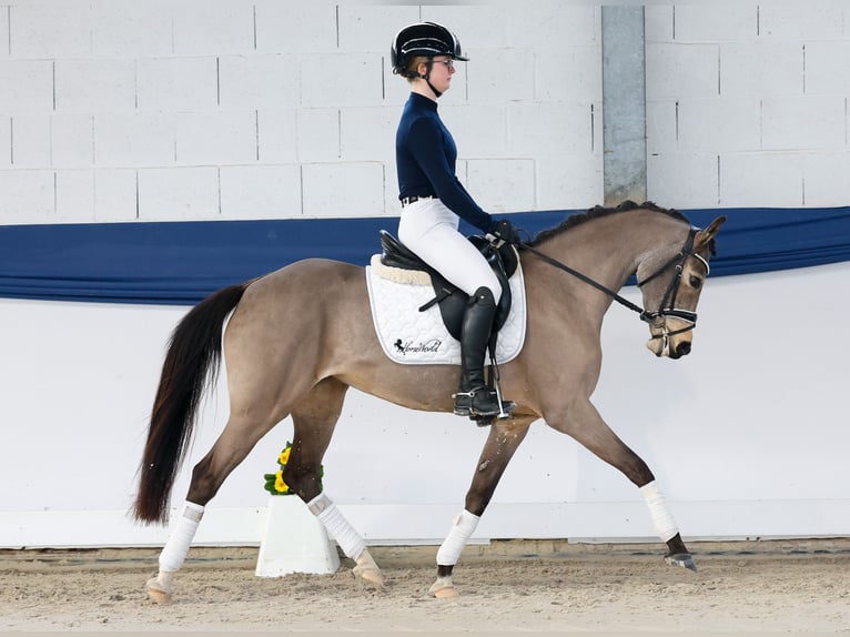 Poney de selle allemand Jument 9 Ans 141 cm Isabelle in Marsberg