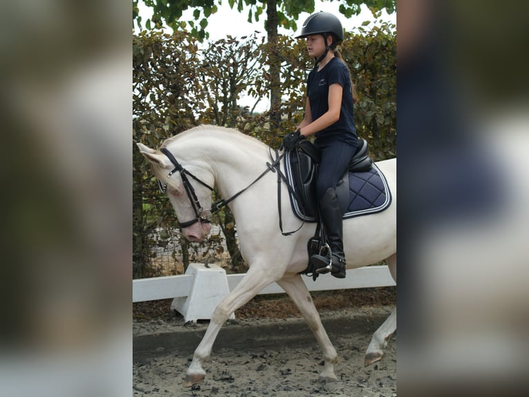 Poney de selle allemand Jument 9 Ans 142 cm Perlino in Malderen