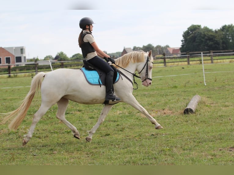 Poney de selle allemand Jument 9 Ans 142 cm Perlino in Malderen