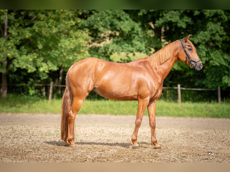 Poney de selle allemand Jument 9 Ans 143 cm Alezan in Wannweil