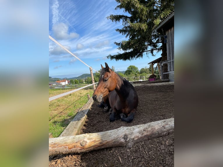 Poney de selle allemand Jument 9 Ans 143 cm Bai brun in Engstingen