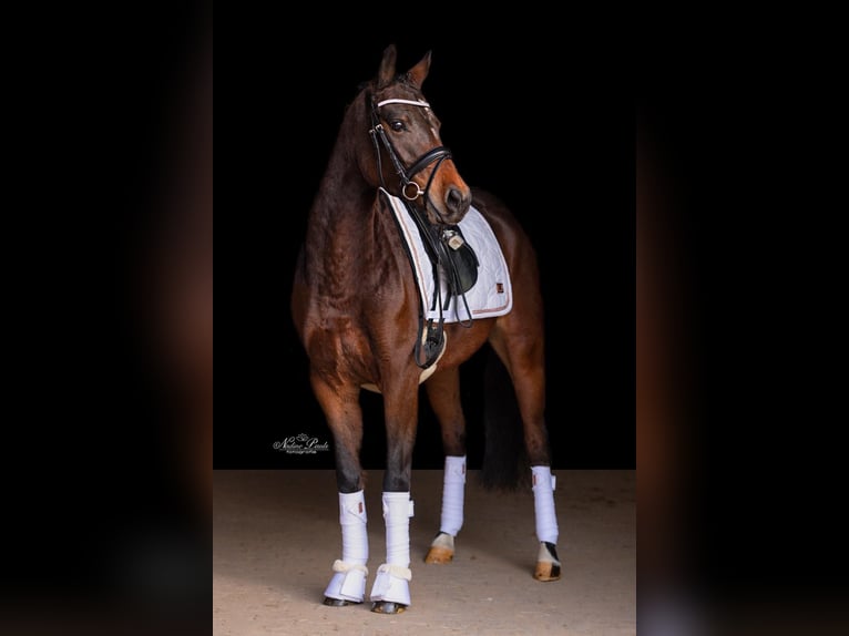 Poney de selle allemand Jument 9 Ans 143 cm Bai brun in Engstingen