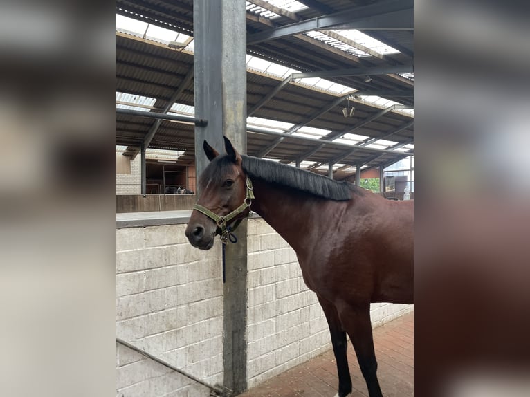 Poney de selle allemand Croisé Jument 9 Ans 143 cm Bai in Friesoythe